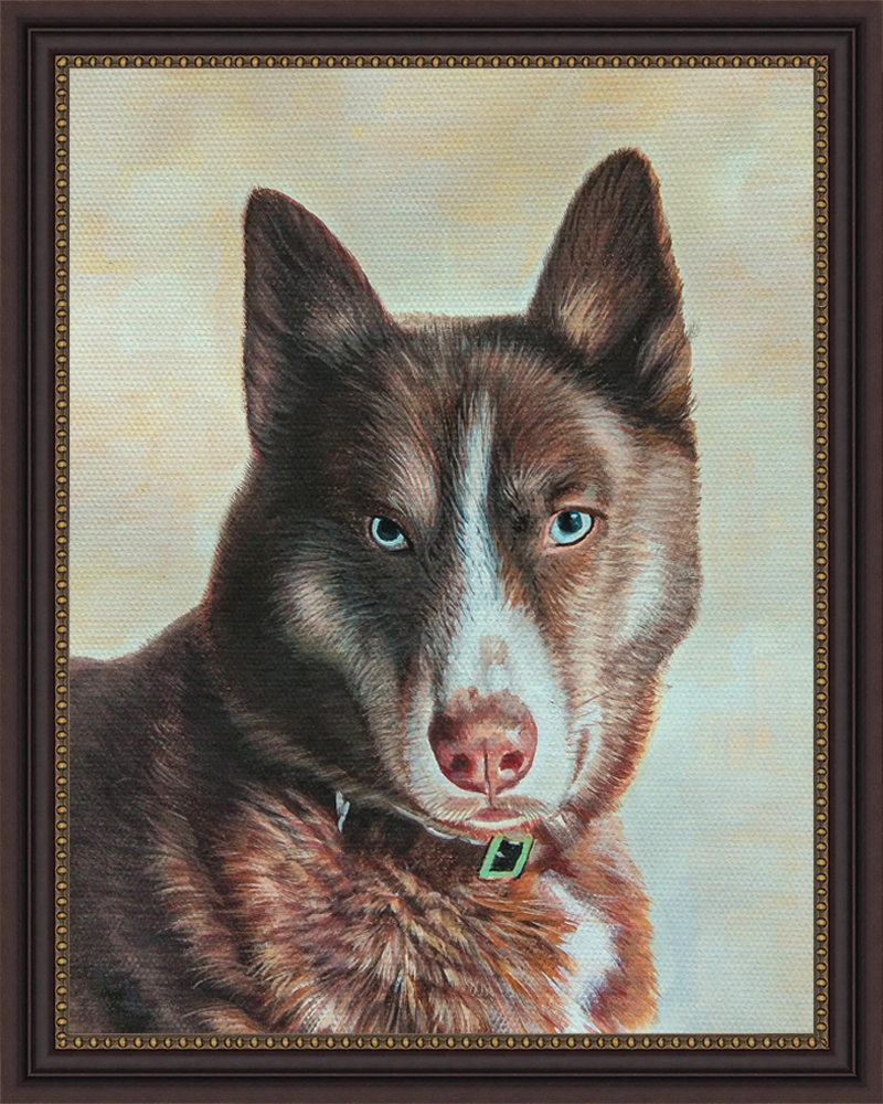Husky with blue eyes, oil pet portrait